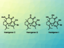 Concise Total Syntheses of Hamigeran Natural Products