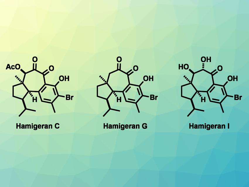 Concise Total Syntheses of Hamigeran Natural Products