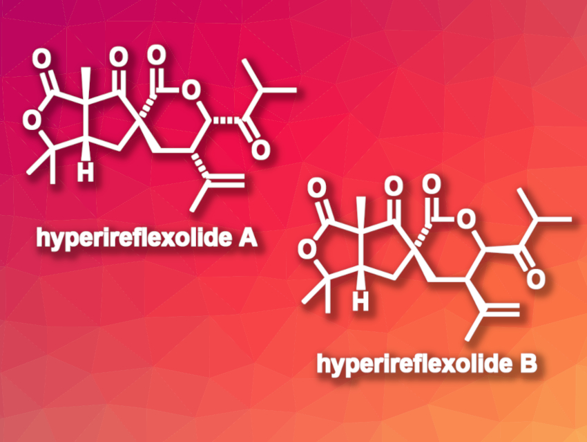 First Total Syntheses of Hyperireflexolides A and B