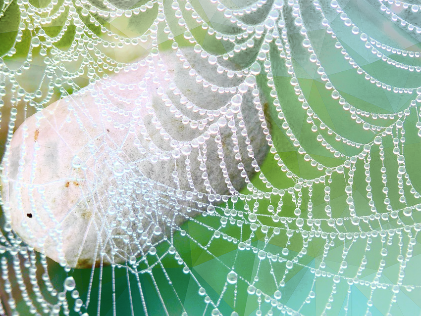 Silkworms Produce Spider Silk for the First Time