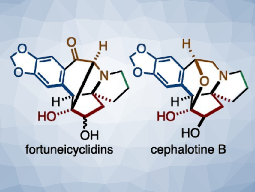 Total Syntheses of Cephalotaxus Alkaloids