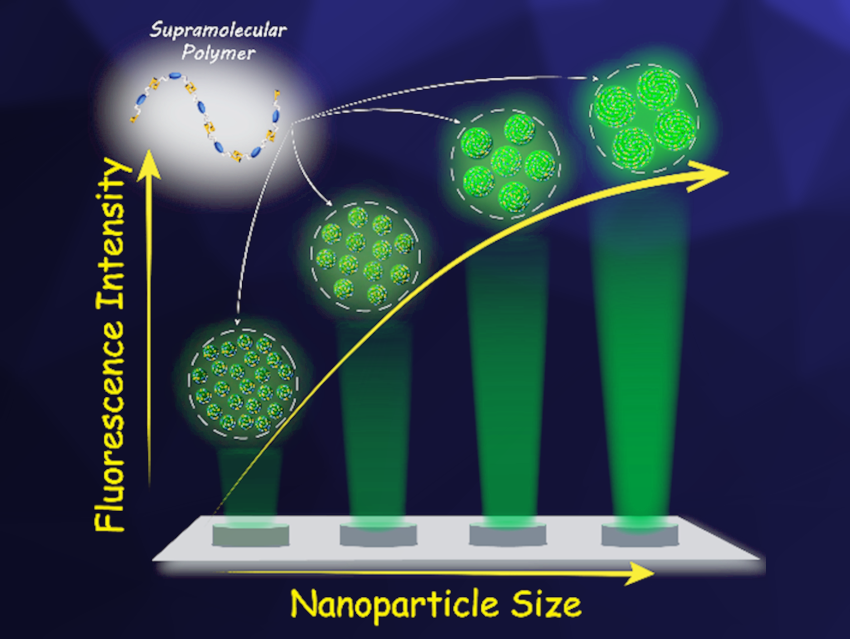 Size-Fluorescence Correlation of Organic Fluorescent Nanoparticles