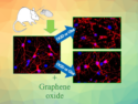 Graphene Oxide Nanosheets Protect Neurons from Damage