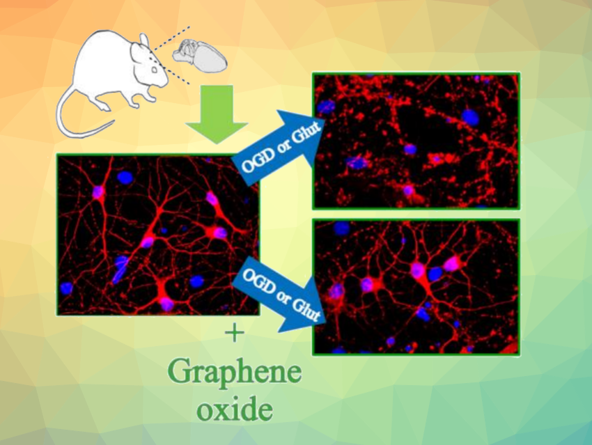 Graphene Oxide Nanosheets Protect Neurons from Damage