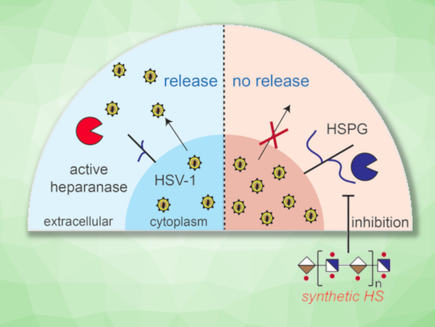 Enzyme Inhibitors for Preventing Herpes Simplex Viral Spread