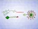 Photodynamic Therapy Kills Bacteria that Hinder Pancreatic Cancer Treatment