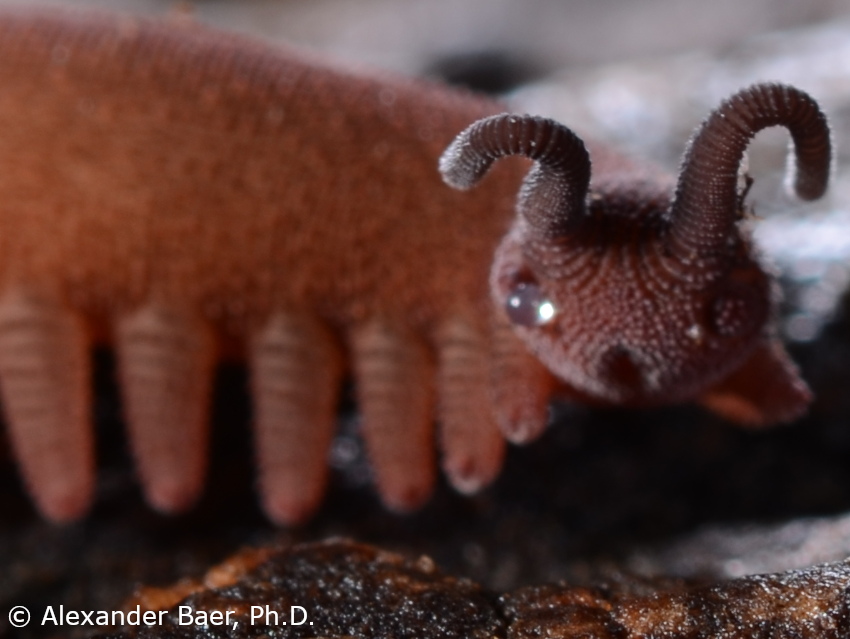 The Role of Phosphonates in Creating Velvet Worm Glue