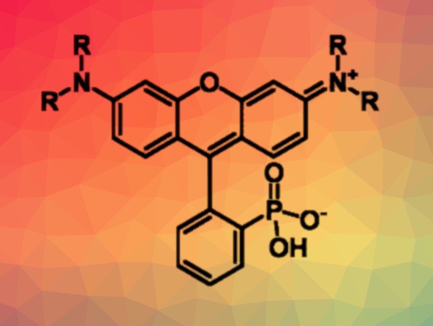 Scalable Synthesis of 3-Phosphonorhodamines