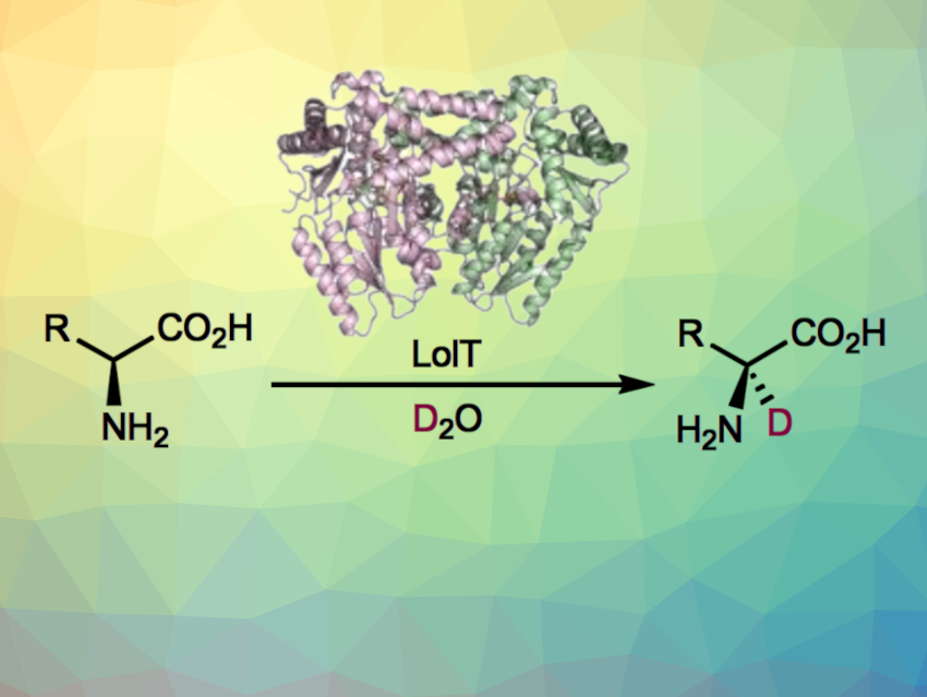 Stereoselective Biocatalytic α-Deuteration of L-Amino Acids