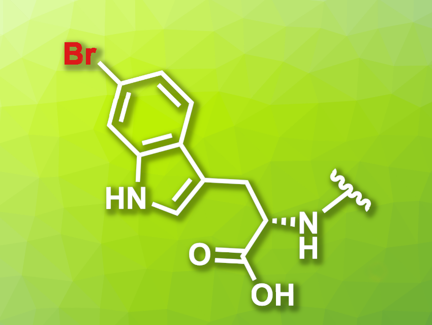 Enzymatic Bromination of Proteins at C-Terminal Tryptophan