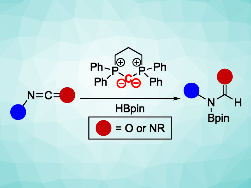 Hydroborations Using a Cyclic Carbodiphosphorane Catalyst