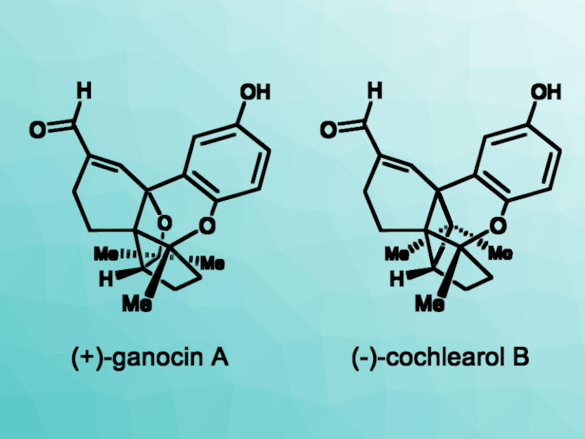 Total Syntheses of Ganocin A and Cochlearol B