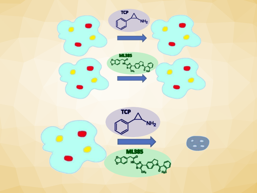 Synergistic Effects for Cancer Therapy