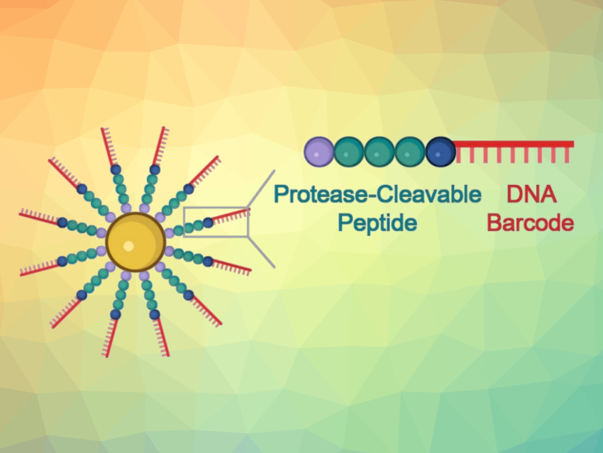 DNA-Barcoded Nanoprobe Detects Active Proteases
