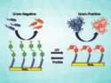 Photoswitchable Bactericide