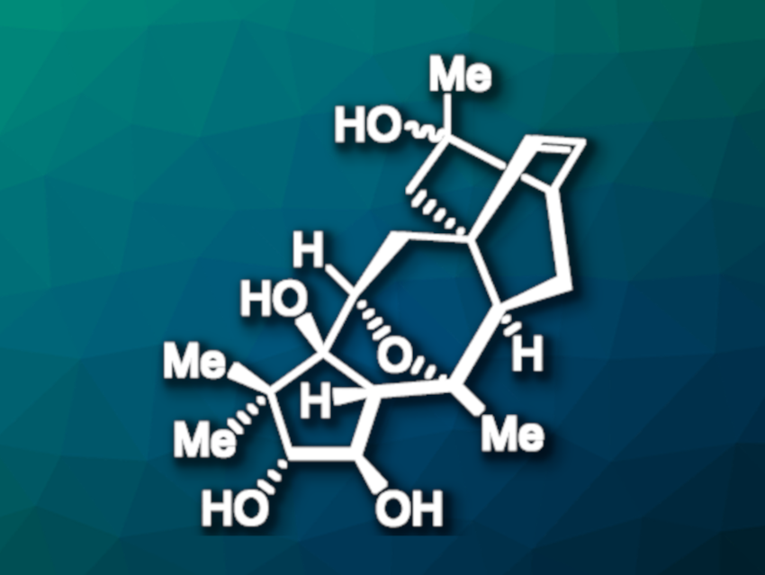 Total Syntheses of Rhodomollins A and B