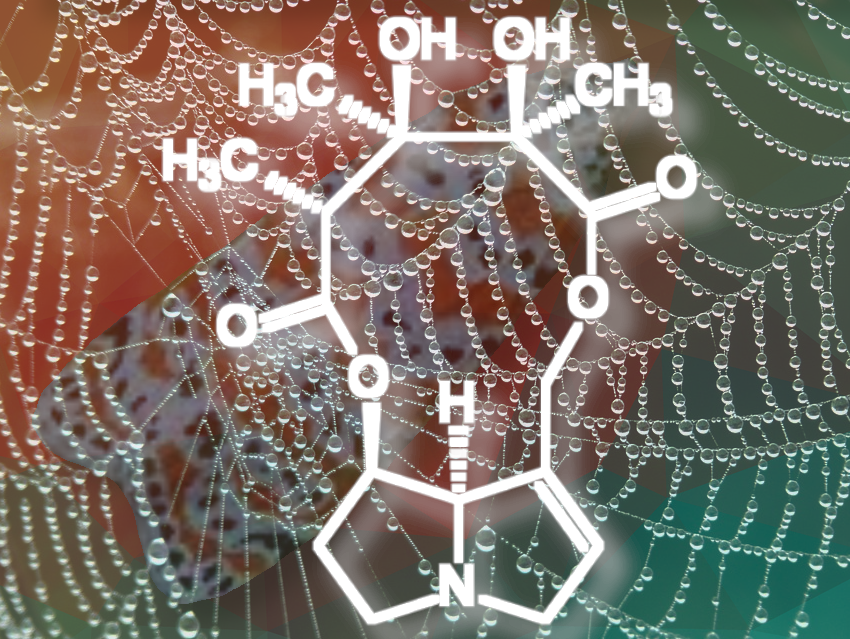 The Amazing Chemical Survival Strategy of a Moth