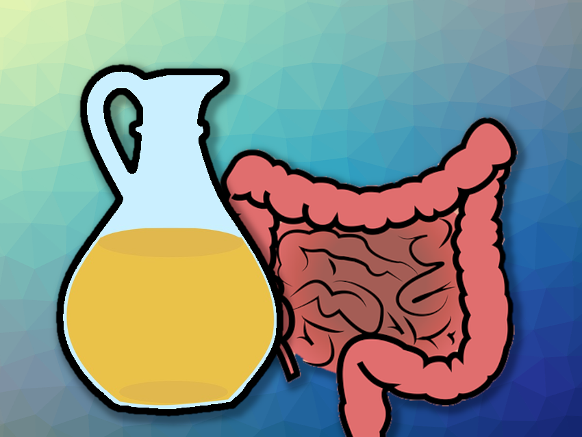 How Do Different High-Fat Diets Affect Gut Health?