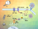 Calcium Overload for Cancer Therapy