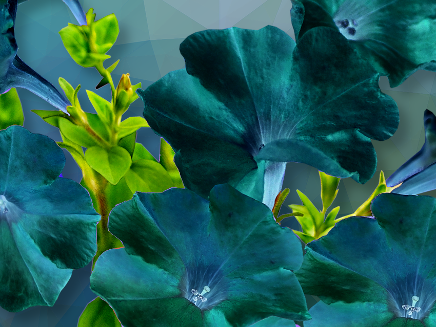 Green Glow Petunias