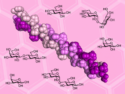 Sugars Stabilize Collagen Triple Helices