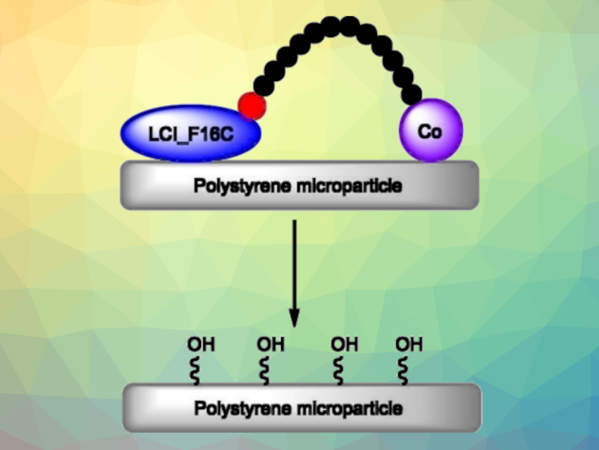 Plastic Recycling with a Protein Anchor