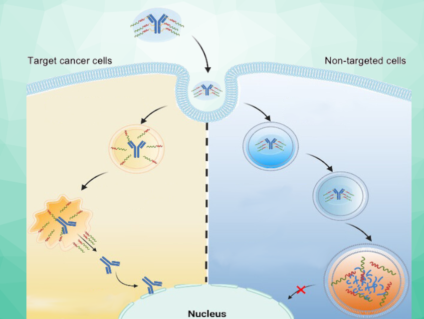 Tumor-Specific Drug Release by “Controlled Escape”