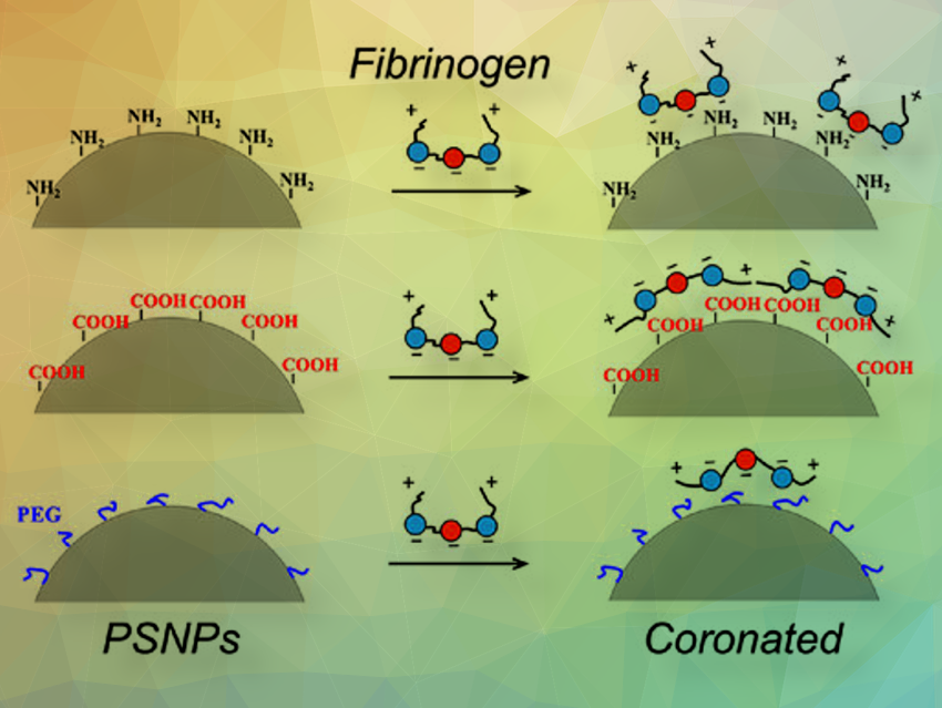 Aggregation and Aging of Nanoparticle-Protein Complexes