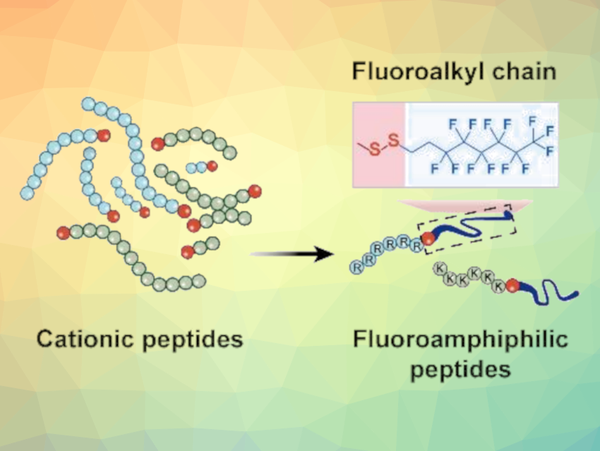 Fluorous Lipopetides Fight Bacteria