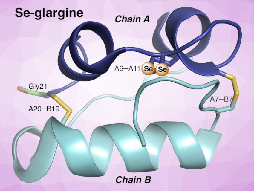 An Insulin Analogue Stabilized by a Diselenide Bridge