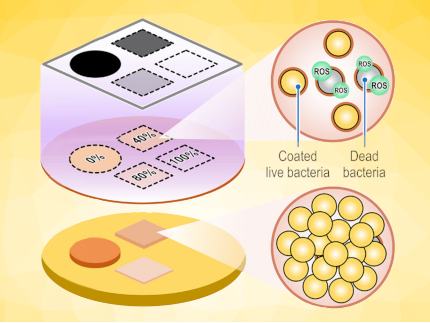 Creating Patterns in Living Bacterial Biofilms