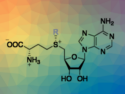 Efficient Access to S-Adenosylmethionine Analogs