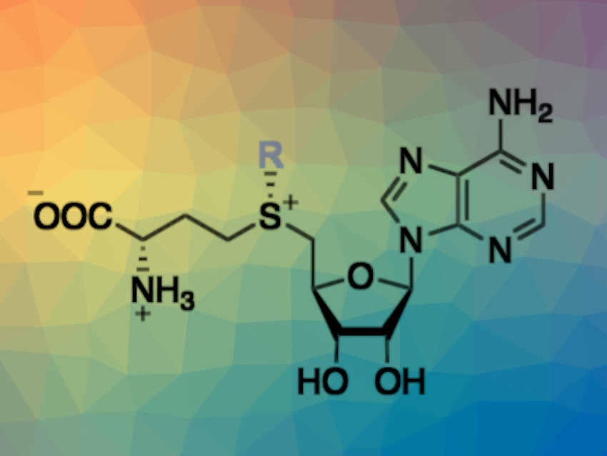 Efficient Access to S-Adenosylmethionine Analogs