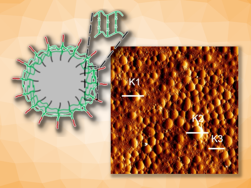 Peptide Capsules Could Help to Build Artificial Oxygen Carriers