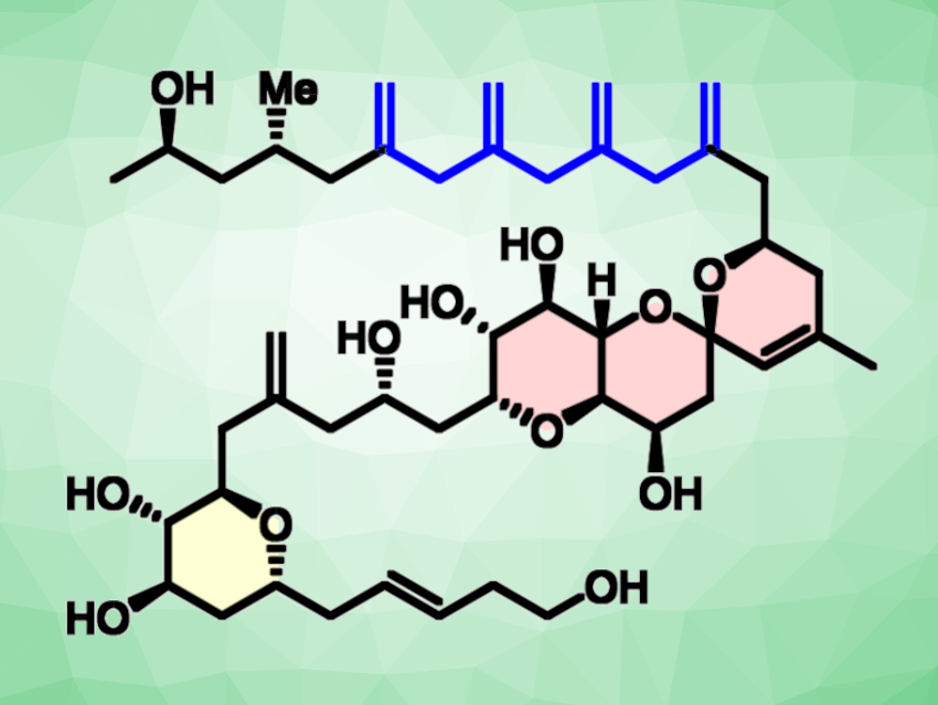 “Second Generation” Total Synthesis of Limaol