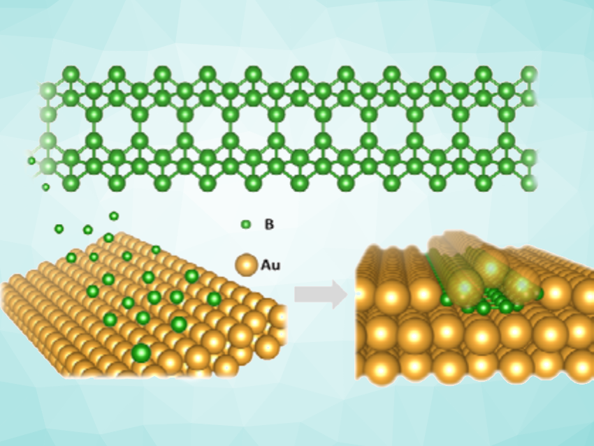 Zigzag Super-Narrow Borophene Nanoribbons