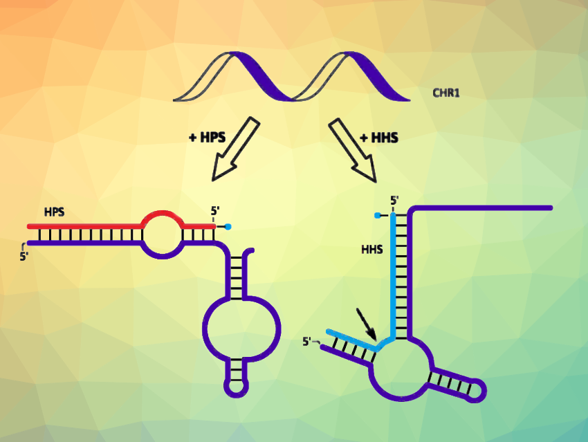 “Chameleon” Ribozyme Folds Two Ways