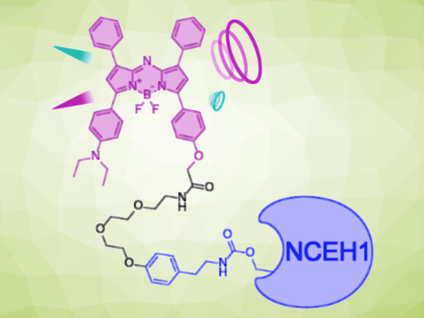 Targeted Probe for Photoacoustic Tumor Imaging