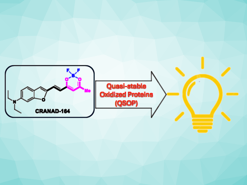 Half-Curcumin-Based Chemiluminescence Probes