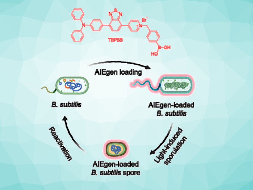 Light-Induced Bacterial Transformation To Treat Bowel Disease