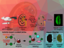 Visualizing Enzyme Activity in 3D