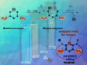 Transmutation of a Metallabenzene for Pyridine Synthesis