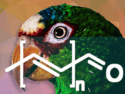 Where Do Parrots Get Their Colors?