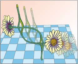New Molecular Daisy Chain Architectures