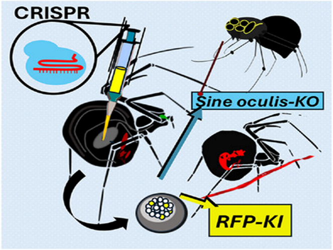 Gene-modified Spider Creates Red Fluorescent Silk