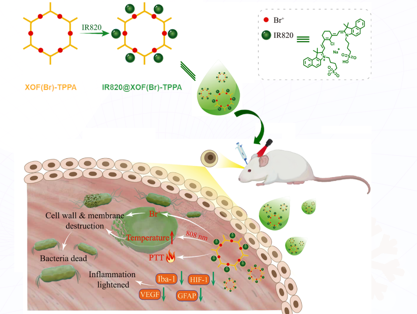 Halogen-Bonded Organic Frameworks (XOFs) Enhanced Synergistic Photothermal-Chemotherapy in Bacterial Keratitis Treatment