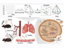 Aggregation-Enhanced Tetrahedral DNA Nanostructures for Targeted Drug Delivery