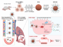 Biomimetic EVs Treat Pulmonary Fibrosis via ROS Scavenging & Anti-Inflammation