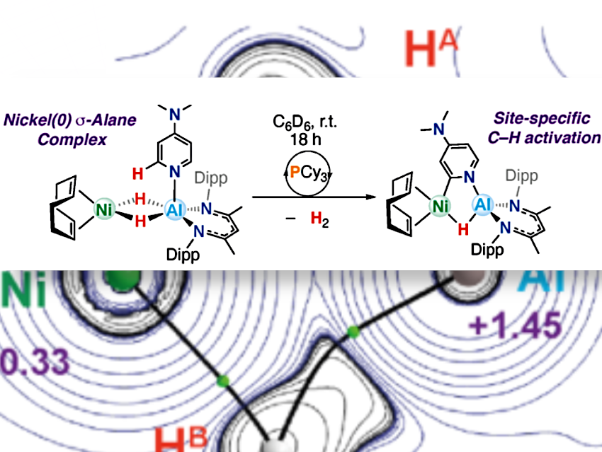 🧪 Article Highlight: C(sp²)–H Activation via a Ni–Al Complex