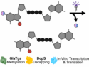 Light-Activated mRNA Cap Analogs Allow Timed Control of mRNA Translation